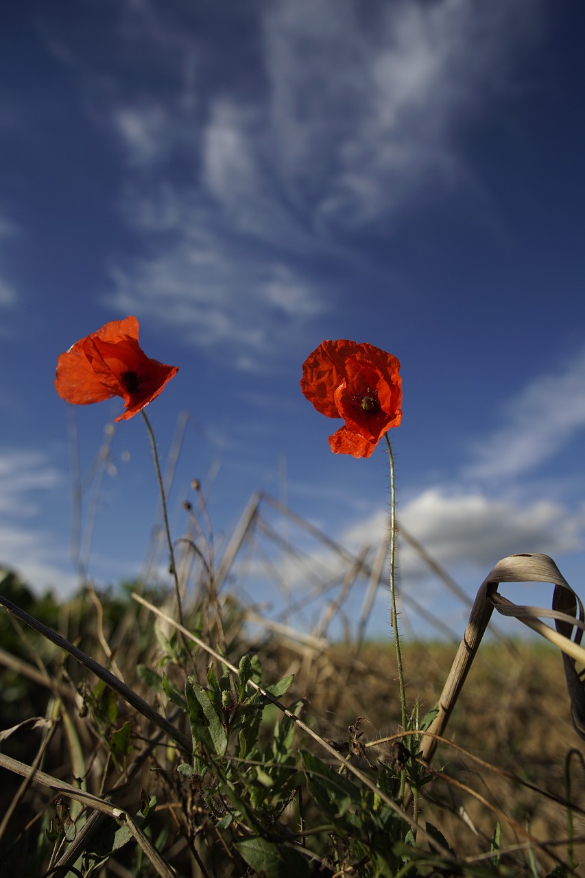 Aguonos Gėlė, Dangus, Raudona, Gėlė, Klatschmohn, Aguona, Žiedas, Žydėti, Mėlynas, Augalas