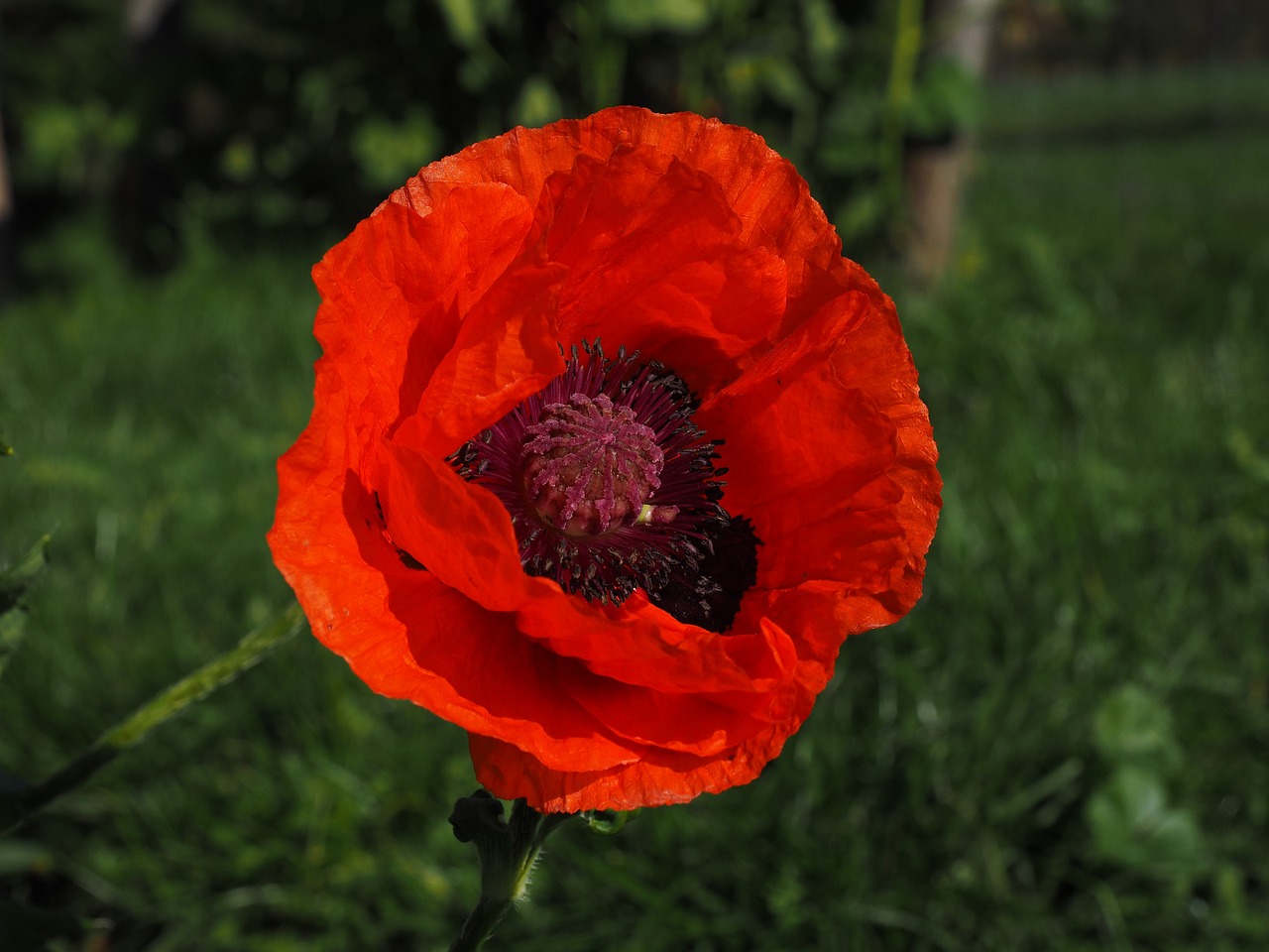 Aguonos Gėlė,  Raudona,  Žiedas,  Žydėti,  Gėlė,  Klatschmohn,  Raudona Aguona,  Aguona, Nemokamos Nuotraukos,  Nemokama Licenzija