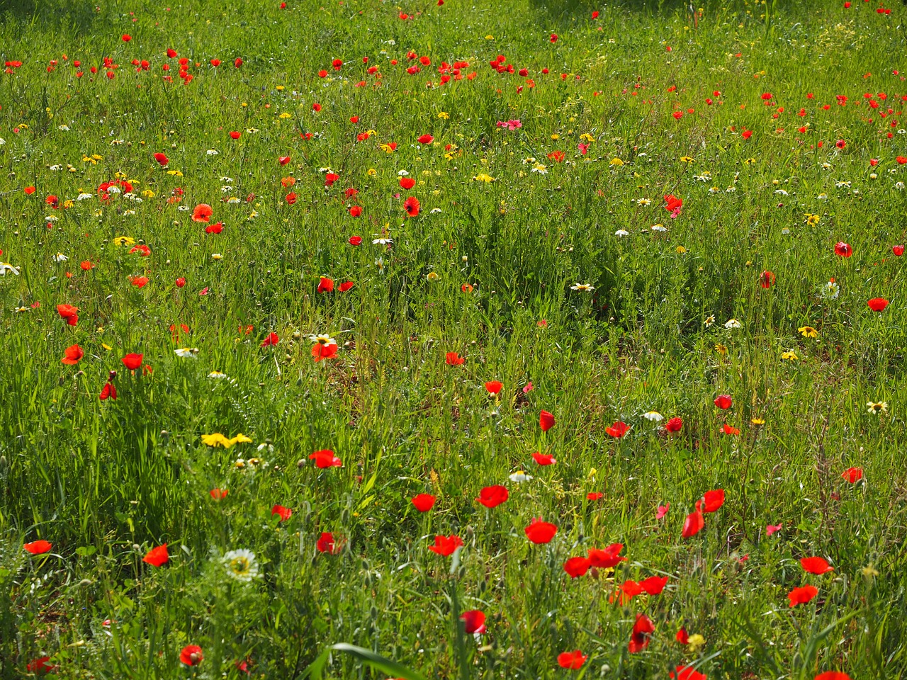 Aguonų Pieva, Aguonos Gėlė, Aguona, Raudona Aguona, Raudona, Gėlė, Klatschmohn, Žiedas, Žydėti, Atvira Gėlė