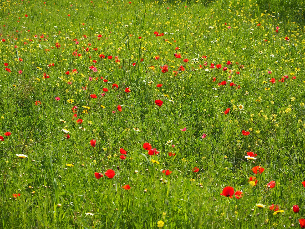 Aguonų Pieva, Aguonos Gėlė, Aguona, Raudona Aguona, Raudona, Gėlė, Klatschmohn, Žiedas, Žydėti, Atvira Gėlė