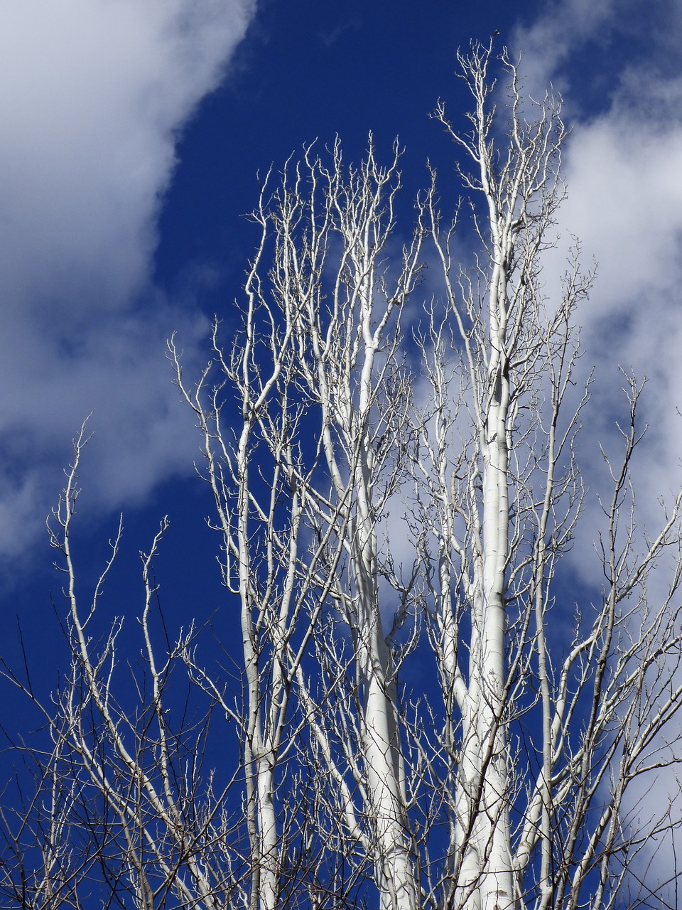 Populus Alba, Balta Tualele, Dangus, Nemokamos Nuotraukos,  Nemokama Licenzija