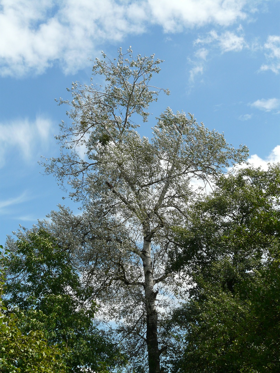 Populus Alba, Medis, Tuopa, Balta Tualele, Ganymas Šiltnamyje, Salicaceae, Žurnalas, Didelis, Didelis, Nemokamos Nuotraukos