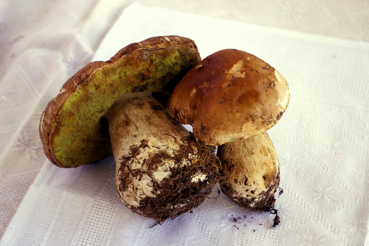 Šparaginiai Grybai, Boletus Edulis, Grybai, Karaliaus Bolete, Ruduo, Spalvos, Kvepalai, Nemokamos Nuotraukos,  Nemokama Licenzija