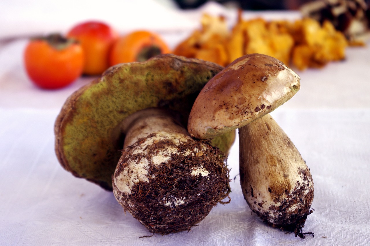 Šparaginiai Grybai, Boletus Edulis, Grybai, Karaliaus Bolete, Ruduo, Spalvos, Kvepalai, Nemokamos Nuotraukos,  Nemokama Licenzija