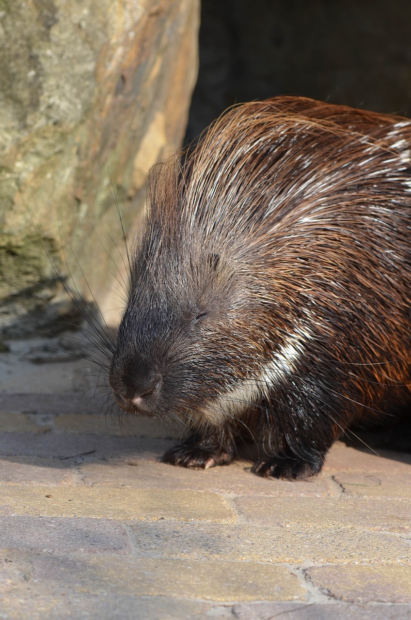 Kiaukutė,  Zoologijos Sodas,  Vasara, Nemokamos Nuotraukos,  Nemokama Licenzija