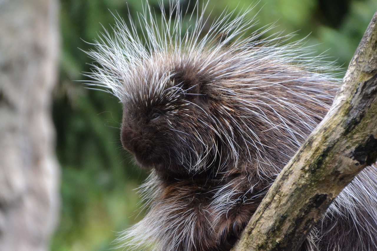 Kiauliukai, Erethizontidae, Gyvūnas, Zoologijos Sodas, Hannah, Nemokamos Nuotraukos,  Nemokama Licenzija