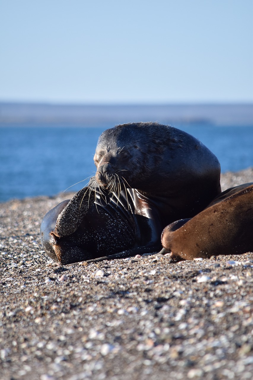 Uosto San Antonijaus Tai,  Black River,  Argentina, Nemokamos Nuotraukos,  Nemokama Licenzija