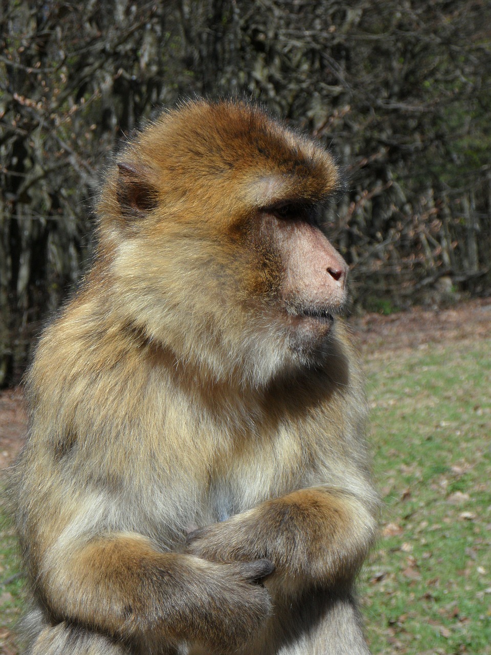 Portretas, Beždžionė, Barbary Ape, Gyvūnas, Gyvūnų Portretas, Pusė, Kailis, Pūkuotas, Beždžionių Portretas, Uždaryti