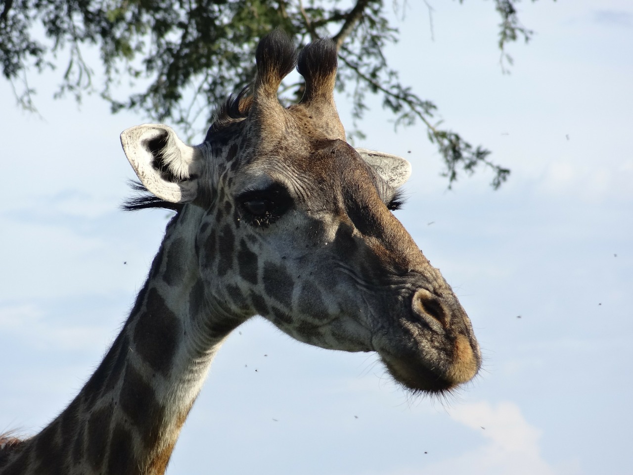 Portretas Žirafos, Užduotys, Serengeti, Nemokamos Nuotraukos,  Nemokama Licenzija