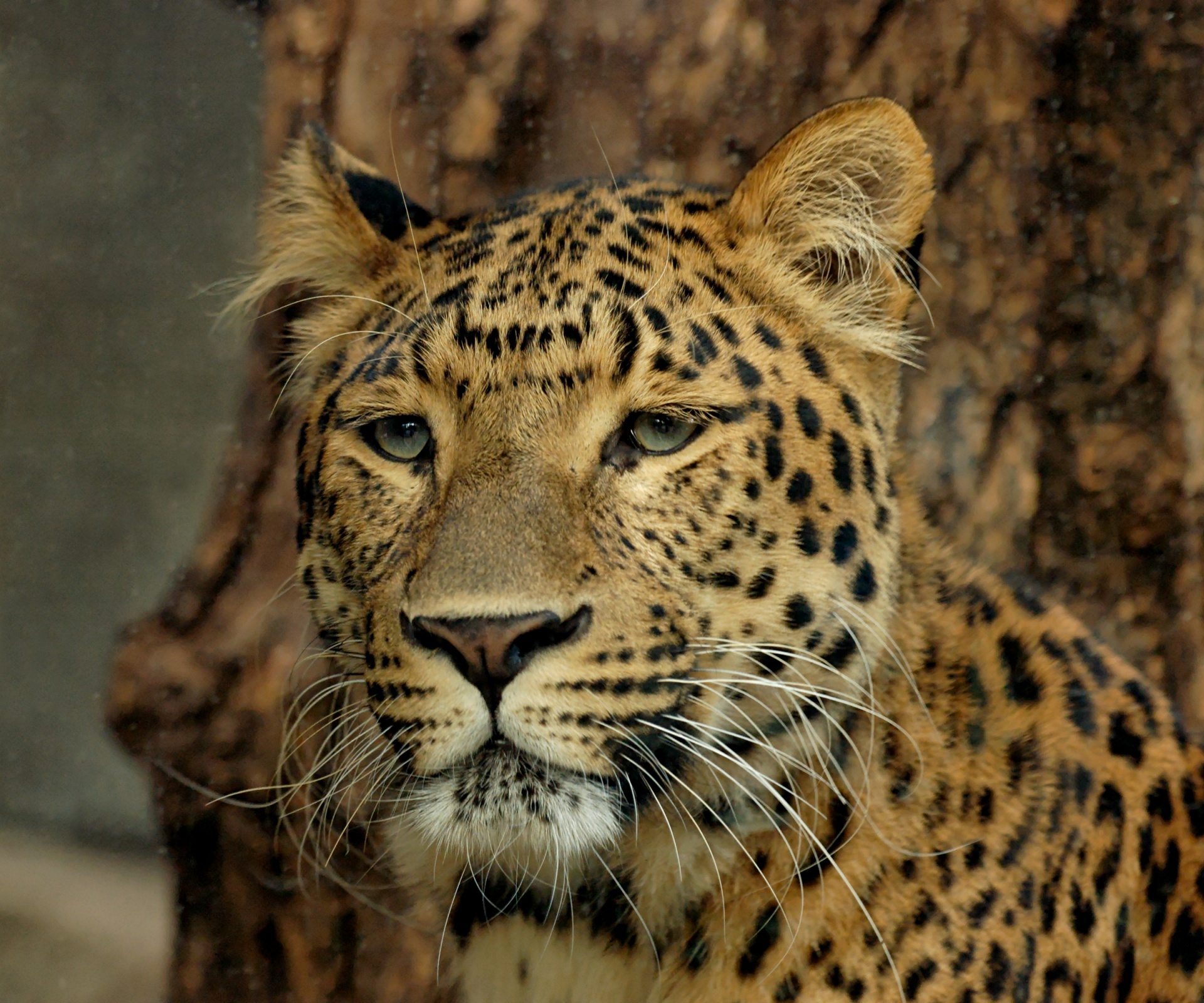 Leopardas,  Šiaurės Chinese,  Portretas,  Kačių,  Didelis & Nbsp,  Katinas,  Tapetai,  Viešasis & Nbsp,  Domenas,  Fonas