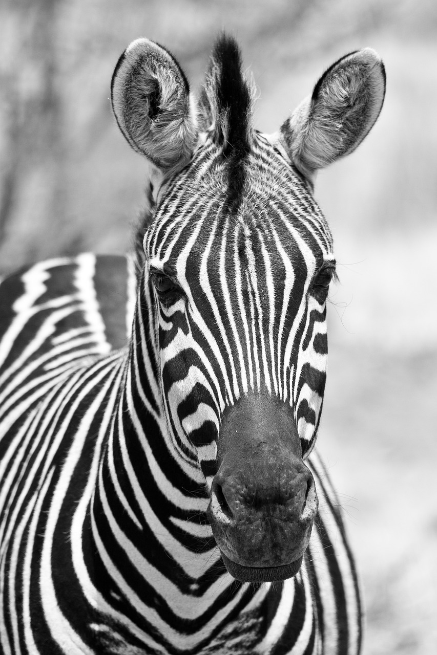 Portretas Zebra, Veidas, Galva, Akys, Žiūri, Laukiniai, Laukinė Gamta, Gamta, Pilanesbergo Nacionalinis Parkas, Turizmas