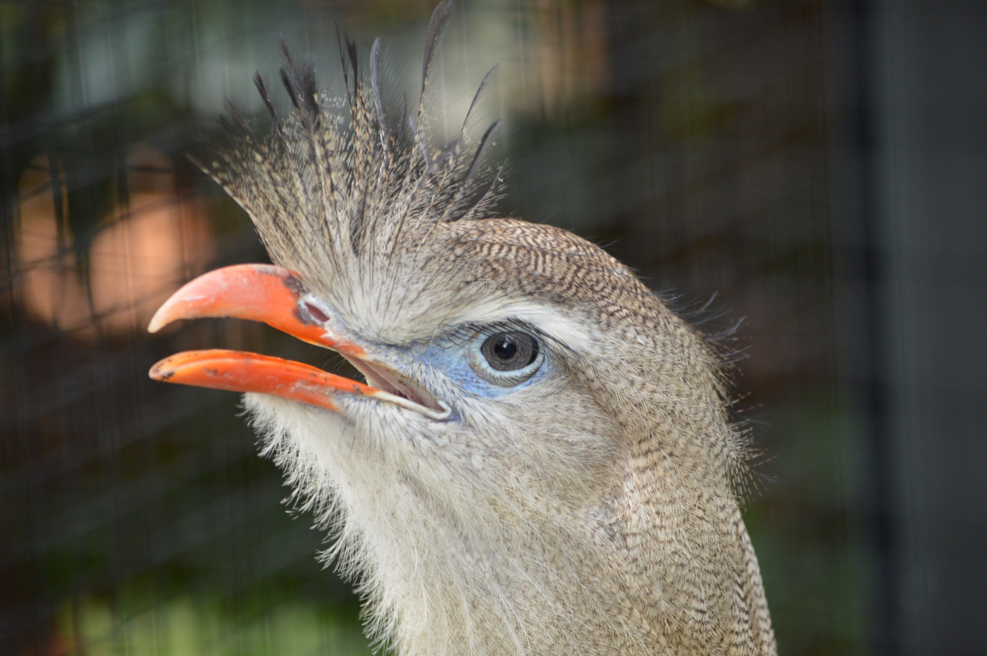 Paukštis,  Gyvūnas,  Gamta,  Zoologijos Sodas,  Artis,  Amsterdamas,  Holland,  Portretas Paukščio, Nemokamos Nuotraukos,  Nemokama Licenzija