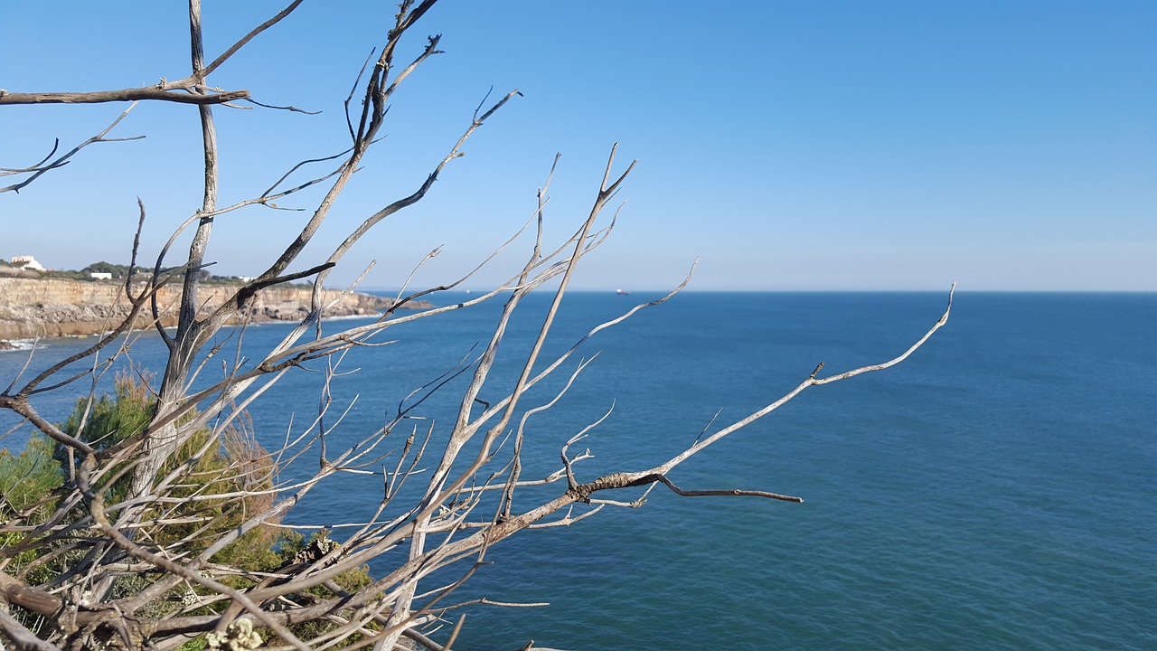 Portugal, Cascais, Atlanto Vandenynas, Sausas, Medis, Filialas, Beira Mar, Litoral, Nemokamos Nuotraukos,  Nemokama Licenzija