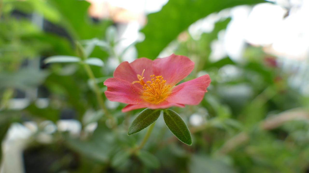 Portulaca Grandiflora, Gėlė, Vietnamas, Gamta, Spalva, Raudona, Gėlių, Hoa Mười Giờ, Nemokamos Nuotraukos,  Nemokama Licenzija