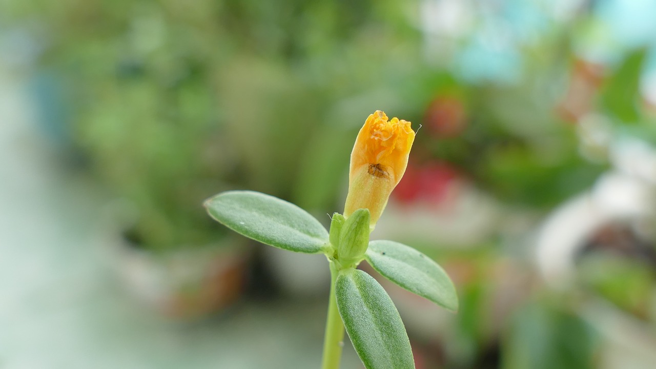Portulaca Grandiflora, Gėlė, Vietnamas, Gamta, Spalva, Geltona, Gėlių, Hoa Mười Giờ, Nemokamos Nuotraukos,  Nemokama Licenzija