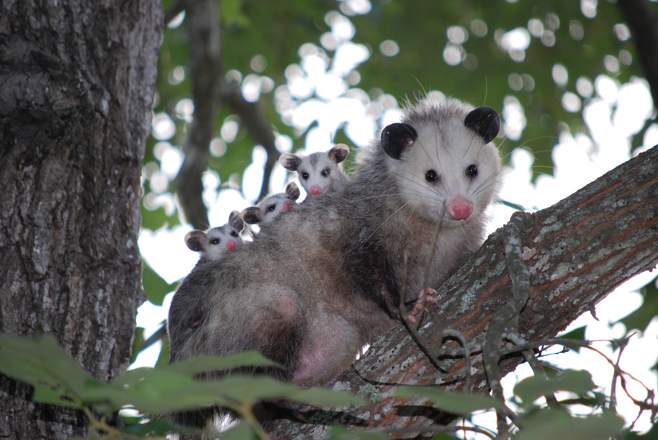 Possum, Opossum, Gyvūnas, Jaunas, Laukiniai, Laukinė Gamta, Texas, Šeima, Nemokamos Nuotraukos,  Nemokama Licenzija