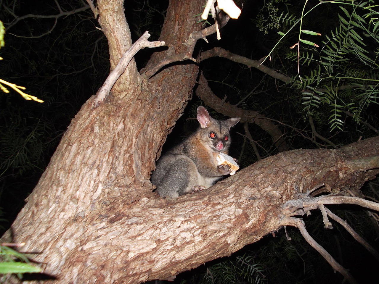 Possum, Šepetys, Australijos Sousupial, Gyvūnas, Laukinė Gamta, Laukiniai, Zoologija, Žinduolis, Rūšis, Dykuma