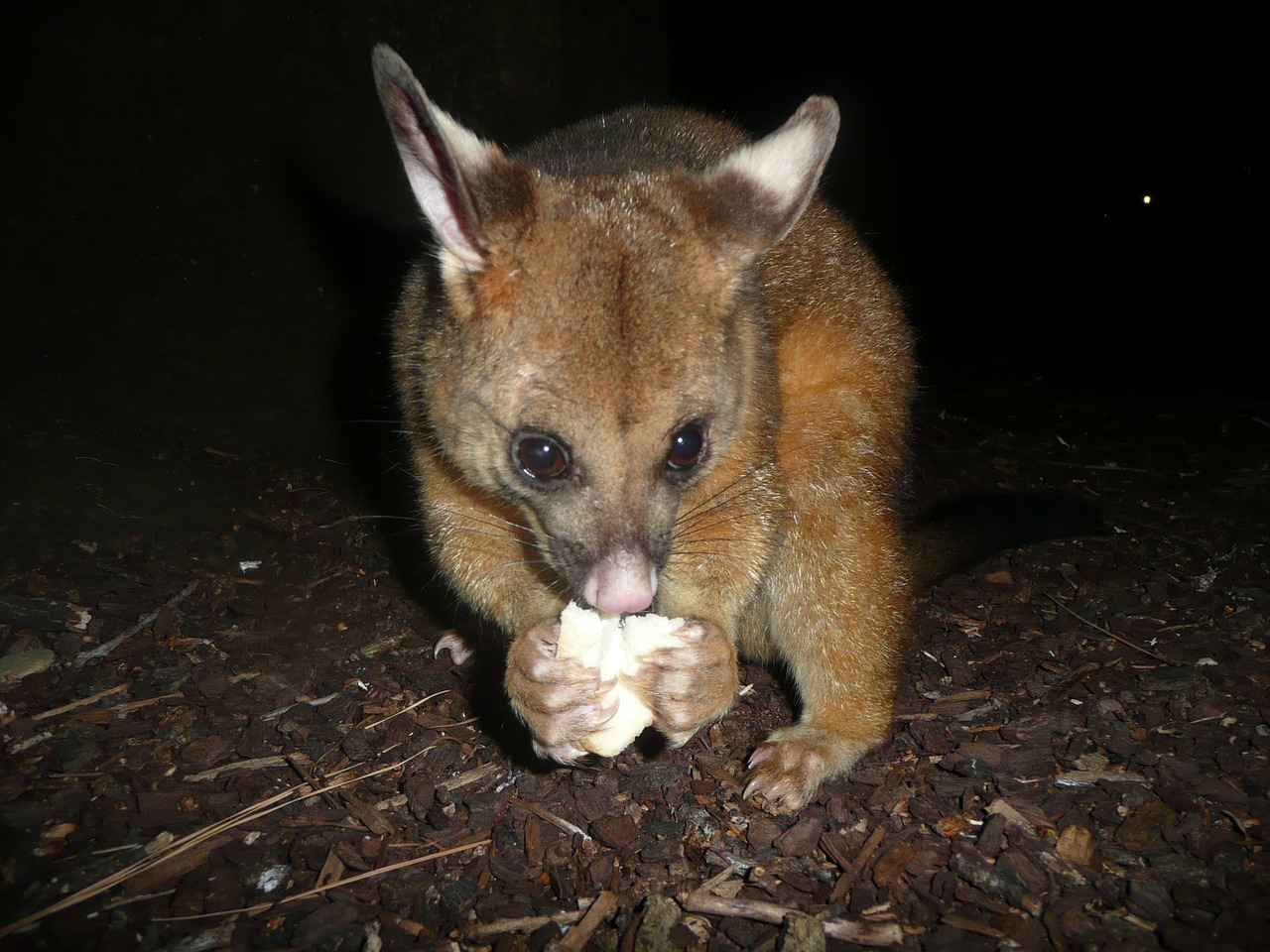 Possum, Graužikas, Parkas, Žalias, Gamta, Aplinka, Vaizdas, Šalis, Natūralus, Žolė