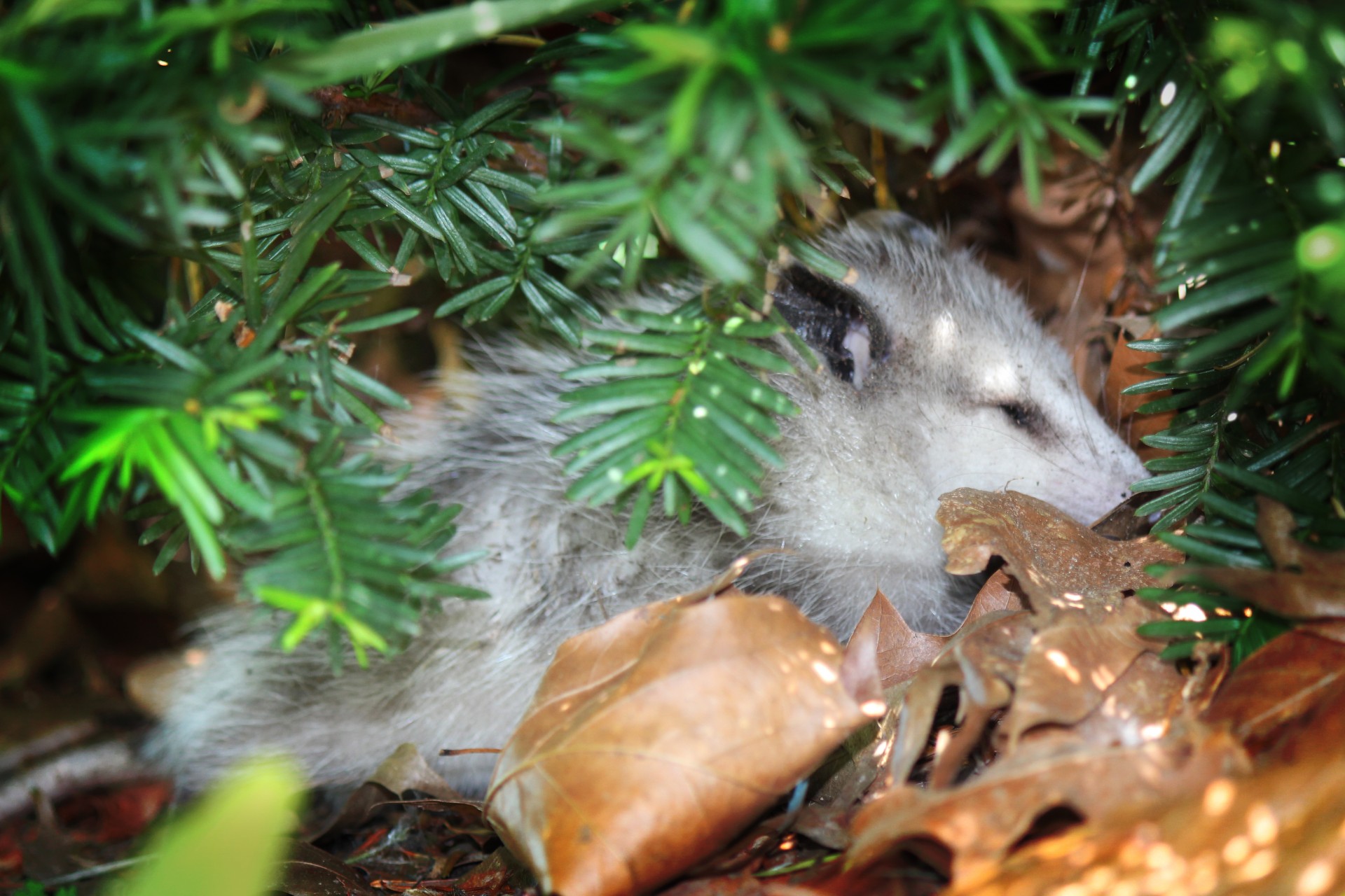 Opossum,  Possum,  Marsupial,  Gyvūnas,  Laukinis & Nbsp,  Gyvūnas,  Slepiasi,  Atsitraukimas,  Kailis,  Pilka & Nbsp