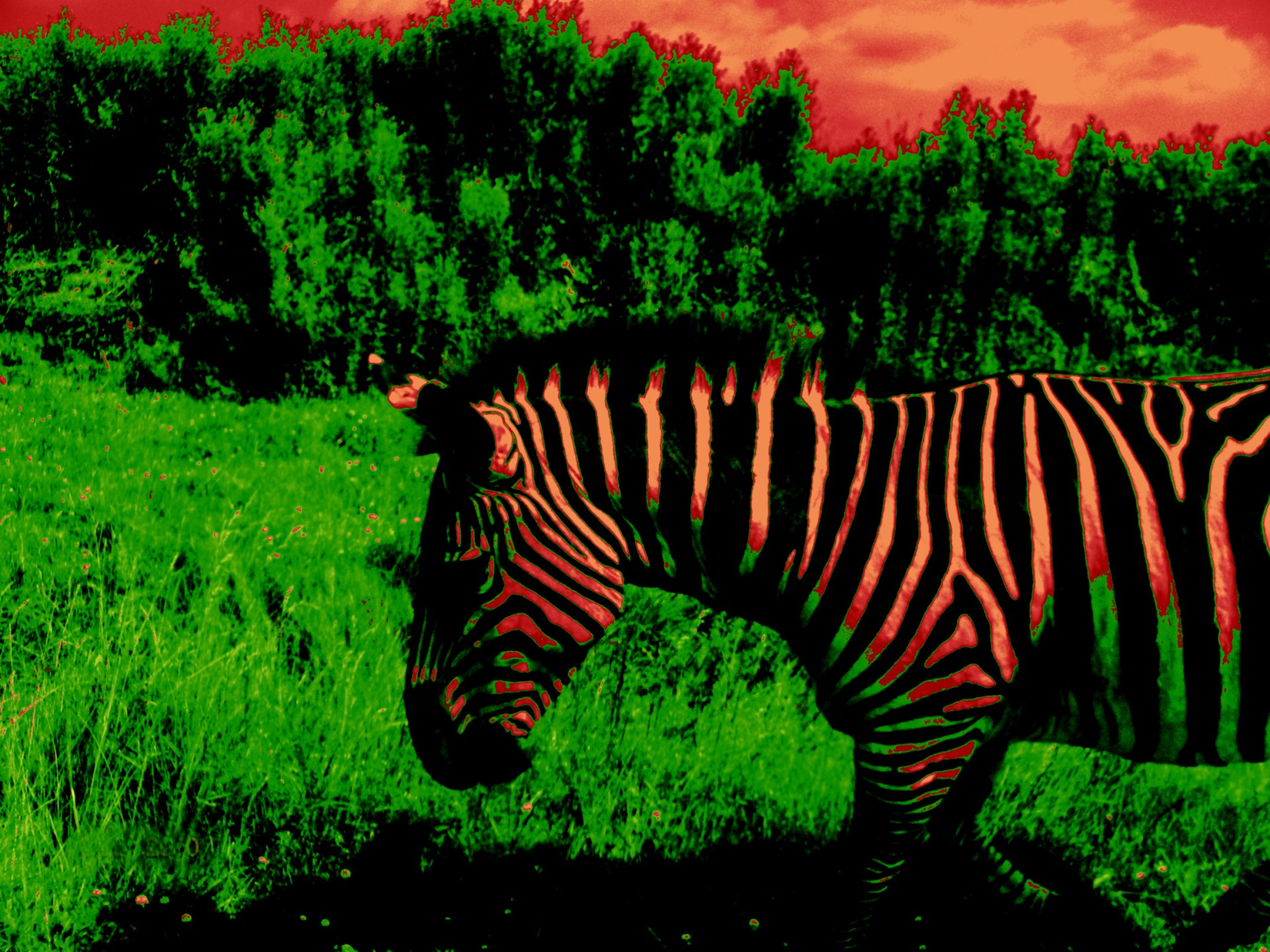 Gyvūnas,  Zebra,  Posterizuotas Zebras # 1, Nemokamos Nuotraukos,  Nemokama Licenzija