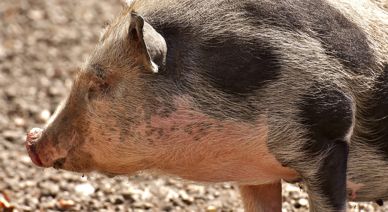 Puodai Bellied Kiaulių,  Paršelis,  Mažos Kiaulės,  Mini,  Mielas,  Saldus,  Juokinga,  Žaisti, Nemokamos Nuotraukos,  Nemokama Licenzija