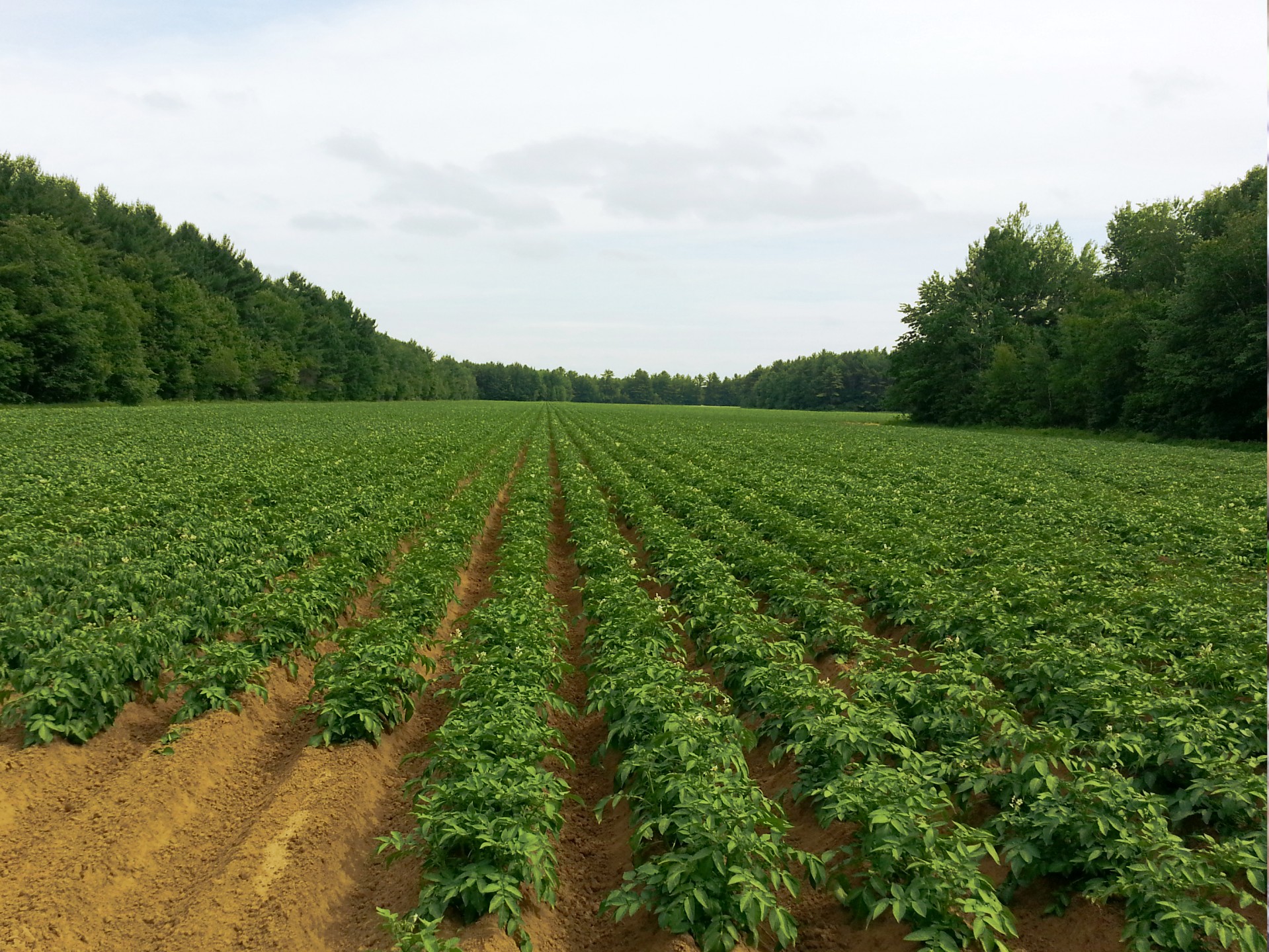 Bulvė,  Laukai,  Žemdirbystė,  Ūkininkavimas,  Ūkis,  Maistas,  Gyvulininkystė,  Bulvių Laukai, Nemokamos Nuotraukos,  Nemokama Licenzija