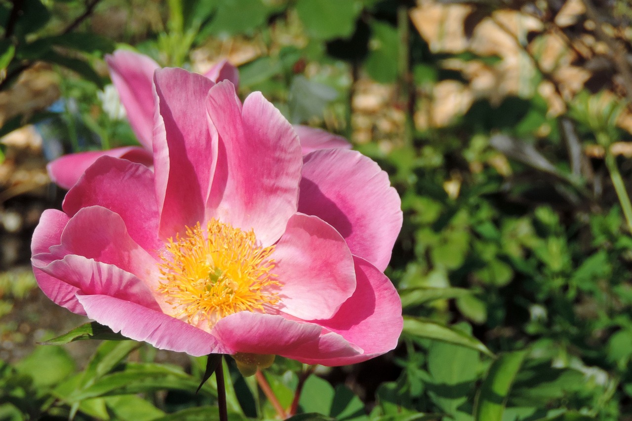 Bulvių Rožė, Japonijos Rožė, Obuolių Rožė, Žiedas, Žydėti, Rosa Rugosa, Nemokamos Nuotraukos,  Nemokama Licenzija