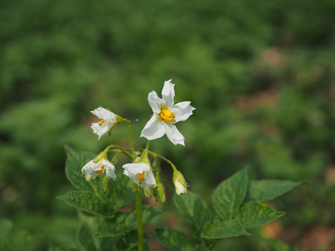 Bulvių Krūmas, Bulvių Žiedai, Žiedas, Žydėti, Balta, Bulvė, Solanum Tuberosum, Pasėlių, Nachtschattengewächs, Solanaceae