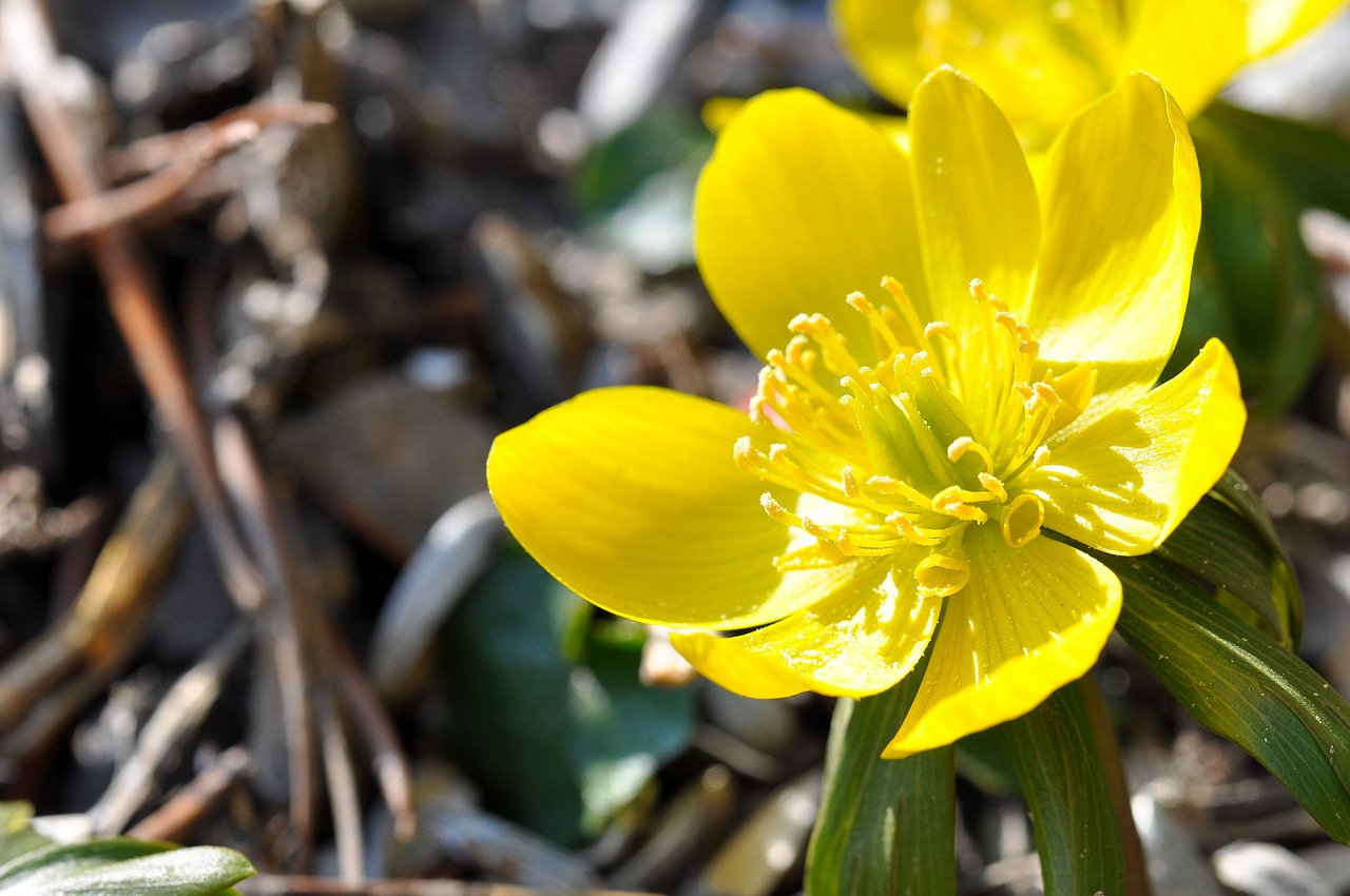 Potentilla, Kobold, Gėlė, Augalas, Gėlės, Žemės Danga, Geltona, Pavasaris, Gamta, Pavasario Požymiai