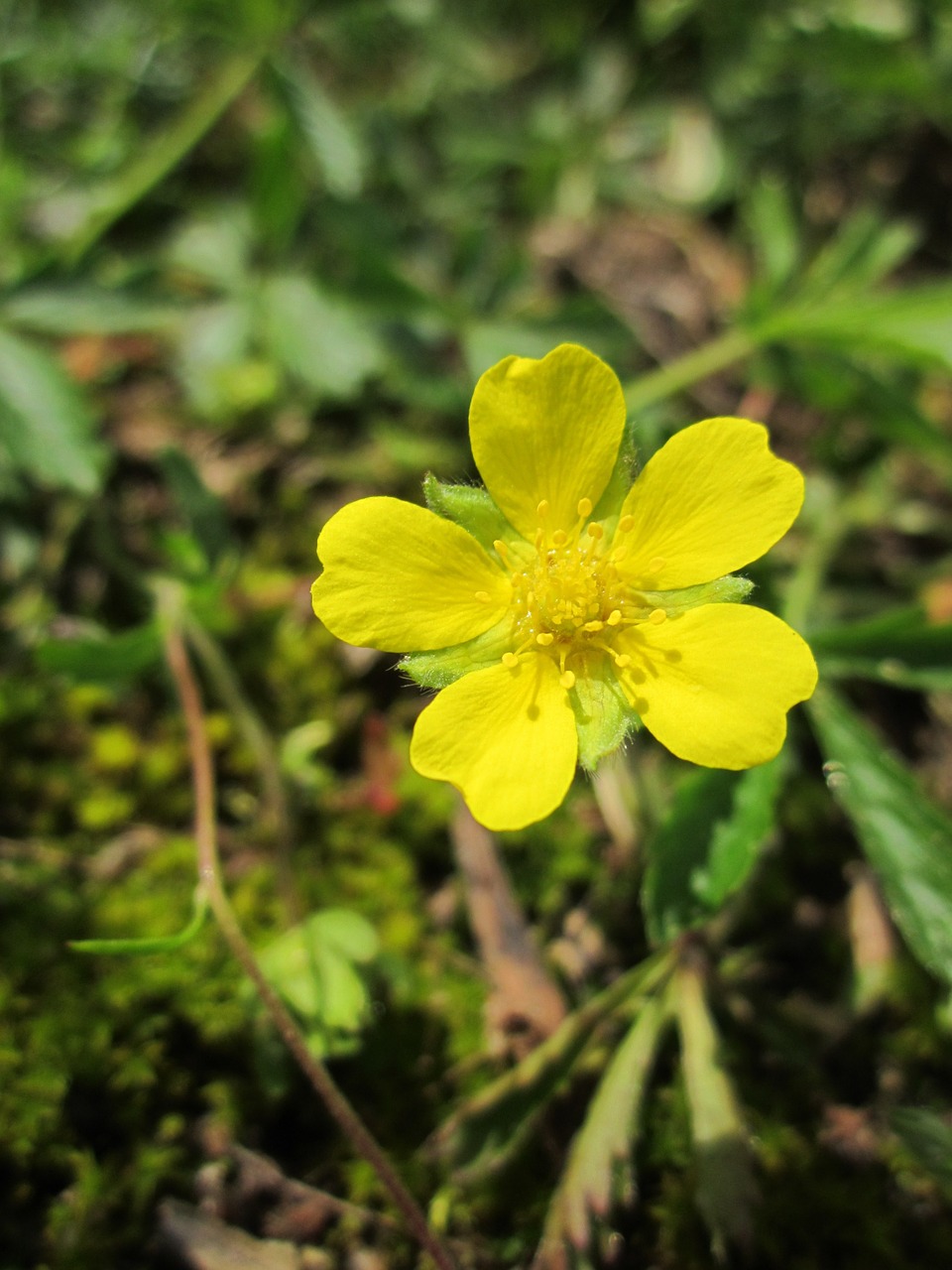 Potentilla Erecta,  Tormentil,  Bendras Liūvis,  Septofolio,  Wildflower,  Flora,  Botanika,  Augalas,  Rūšis, Nemokamos Nuotraukos