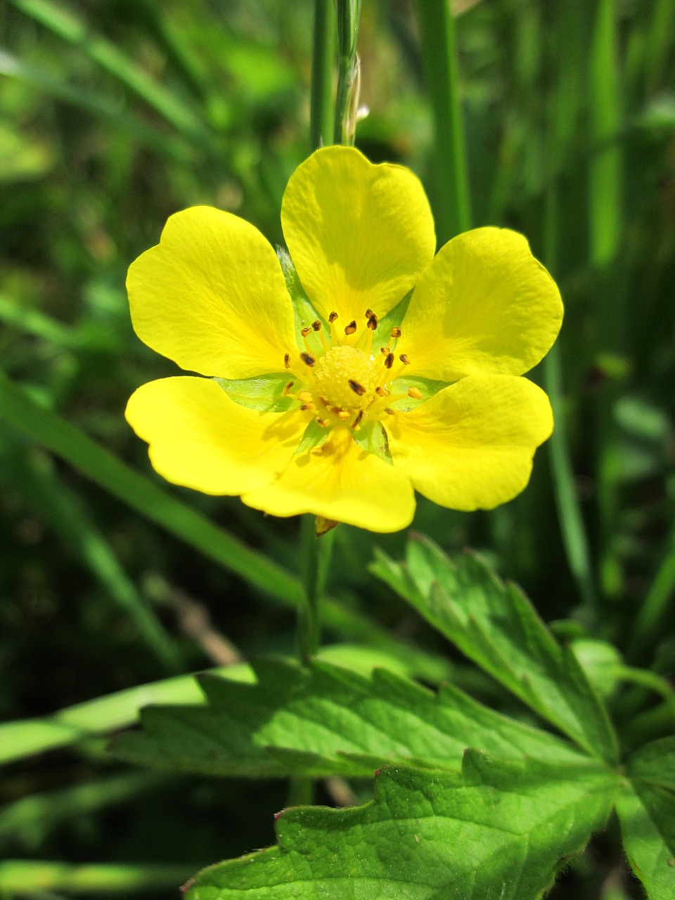 Potentilla Erecta,  Bendras Liūvis,  Tormentil,  Septofolio,  Wildflower,  Flora,  Žiedas,  Žiedynas,  Botanika,  Makro