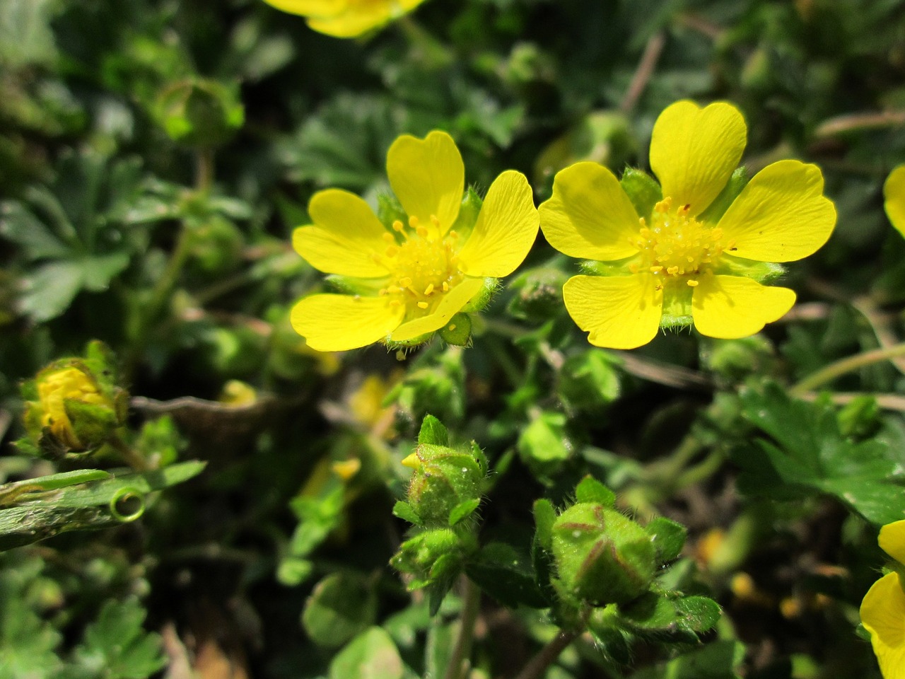 Potentilla Neumanniana,  Spyruoklinis Cinquefoil,  Pastebėtas Cinque,  Wildflower,  Flora,  Žiedynas,  Makro,  Augalas,  Rūšis, Nemokamos Nuotraukos