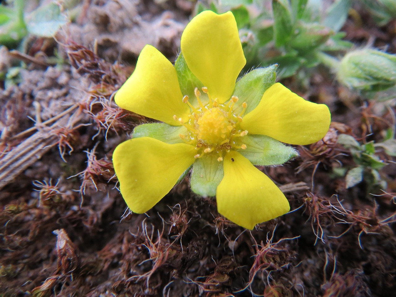 Potentilla Neumanniana, Spyruoklinis Cinquefoil, Dėmėtoji Cinquefoil, Wildflower, Žiedas, Makro, Fflora, Botanika, Augalas, Nemokamos Nuotraukos