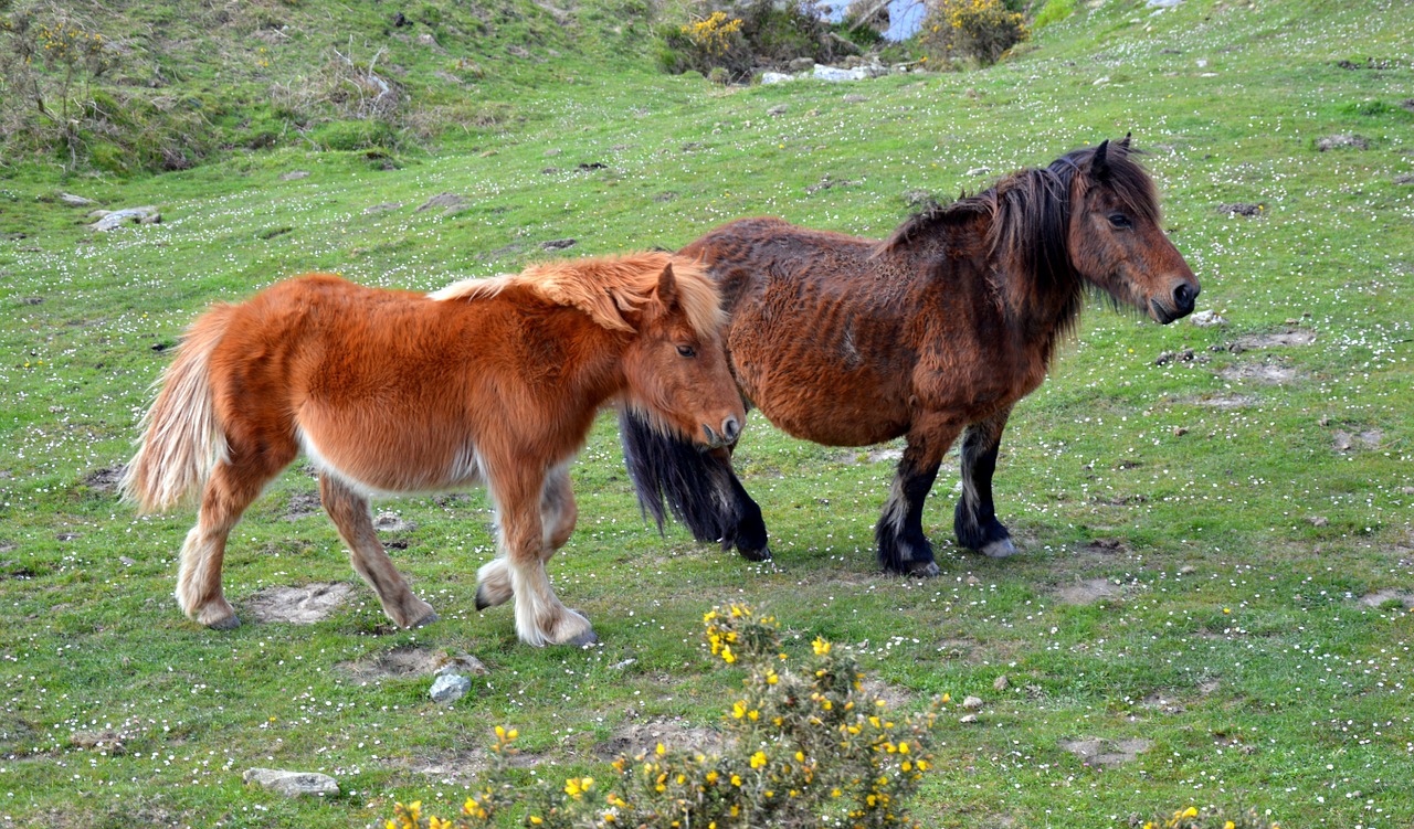 Pottok, Pirėnų Žirgas, Mažai Baskų Arklys, Nemokamos Nuotraukos,  Nemokama Licenzija