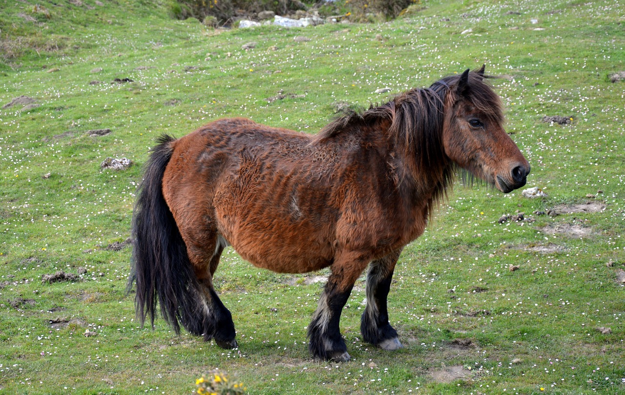 Pottok, Pirėnų Žirgas, Mažai Baskų Arklys, Nemokamos Nuotraukos,  Nemokama Licenzija