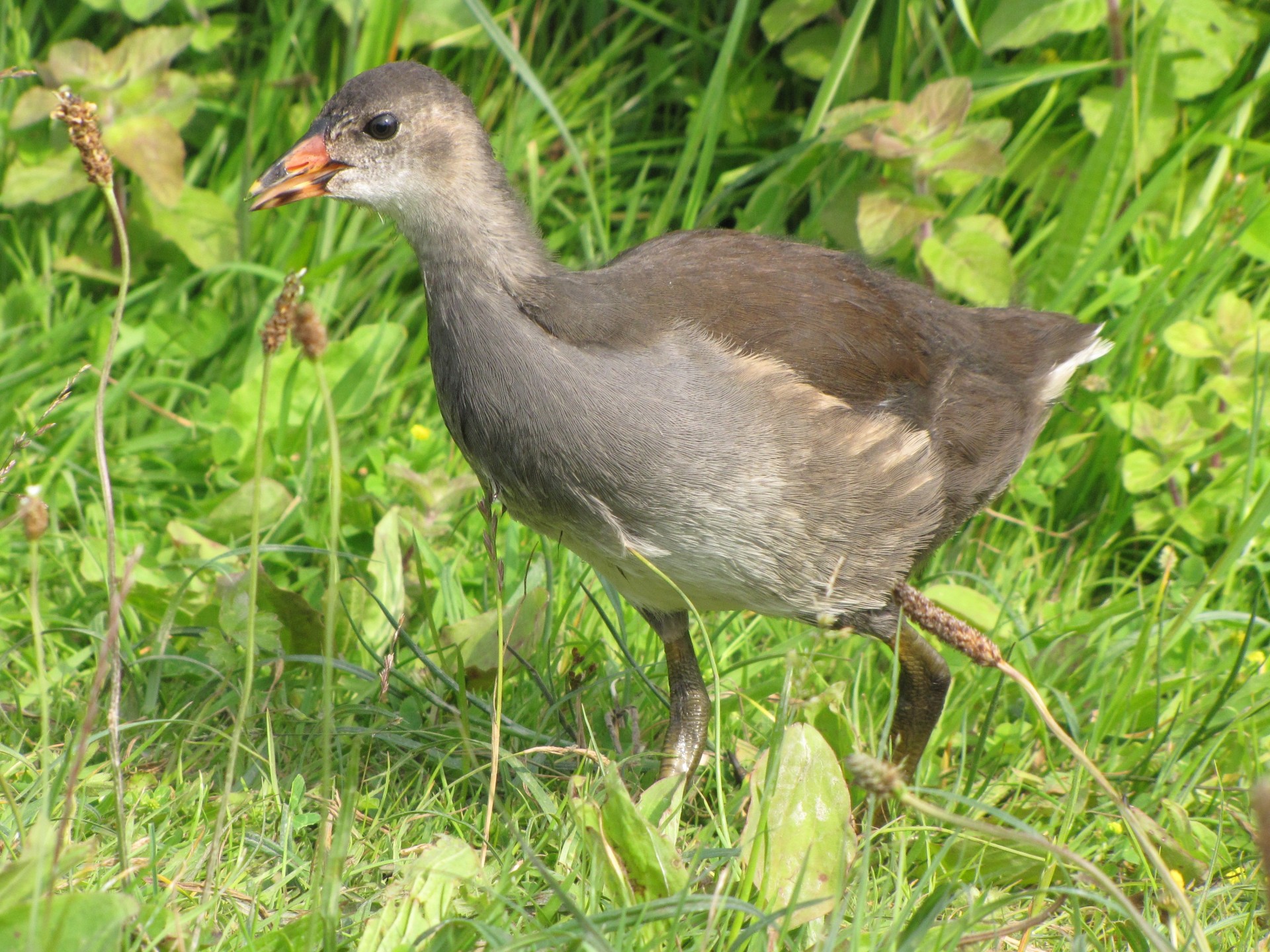 Moorhen,  Gyvūnas,  Vištiena,  Paukštis,  Paukščiai,  Pelkės,  Moorhen, Nemokamos Nuotraukos,  Nemokama Licenzija