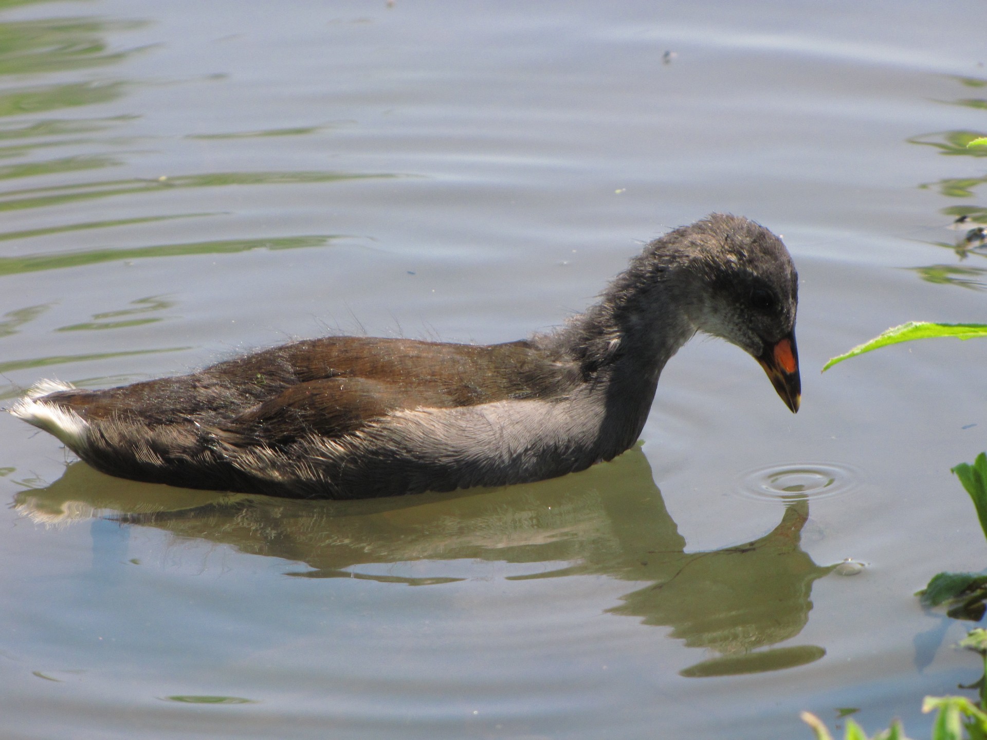 Moorhen,  Gyvūnas,  Vištiena,  Paukštis,  Paukščiai,  Pelkės,  Moorhen Ant Vandens, Nemokamos Nuotraukos,  Nemokama Licenzija