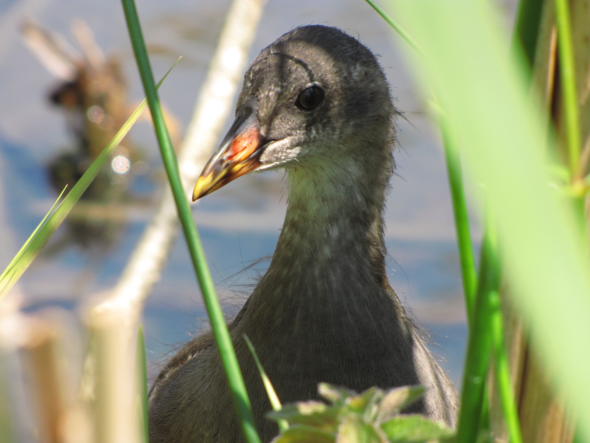 Moorhen,  Gyvūnas,  Vištiena,  Paukštis,  Paukščiai,  Pelkės,  Moorhen, Nemokamos Nuotraukos,  Nemokama Licenzija