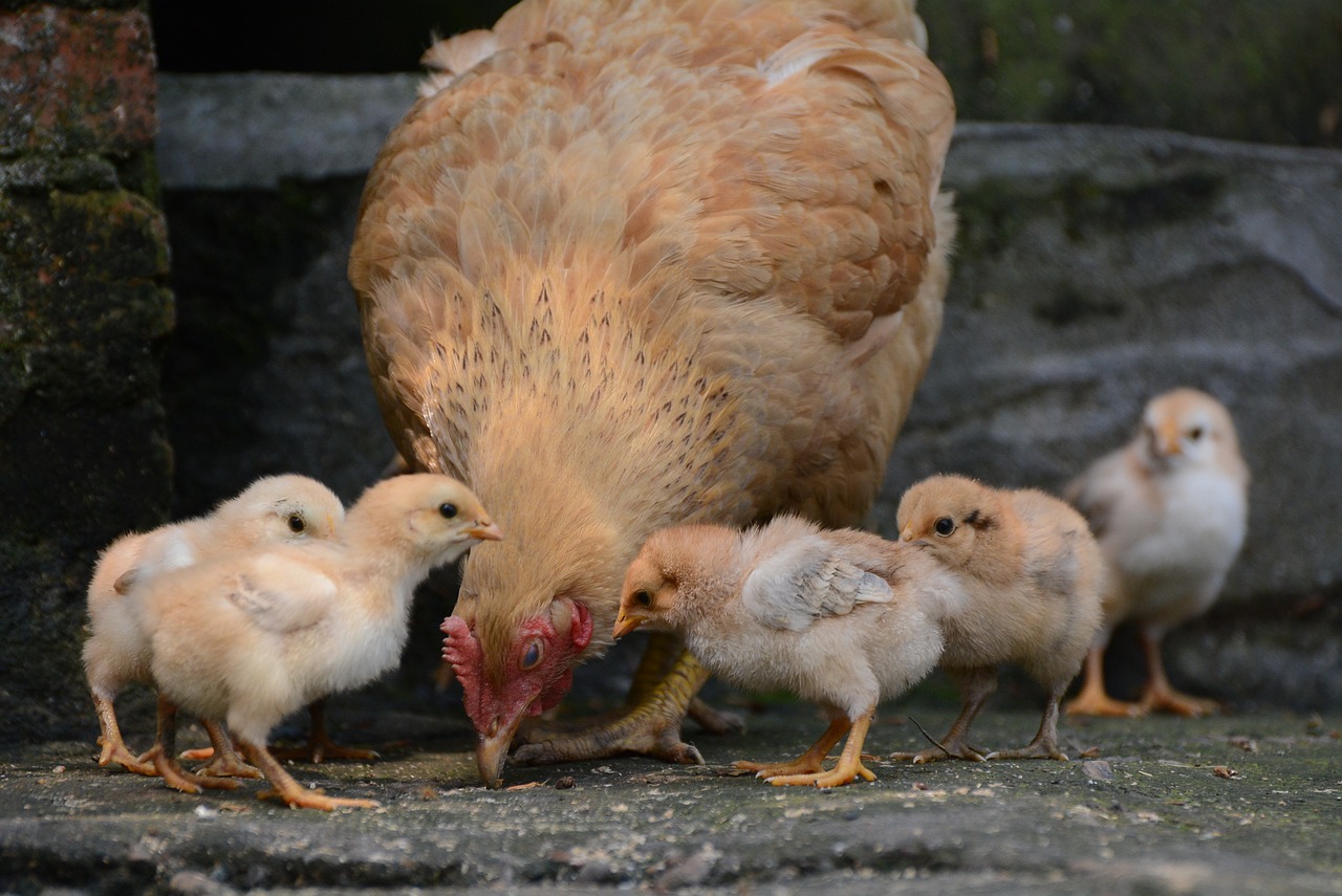 Naminiai Paukščiai,  Paukštis,  Višta (Paukštiena),  Dames,  Be Honoraro Mokesčio, Nemokamos Nuotraukos,  Nemokama Licenzija