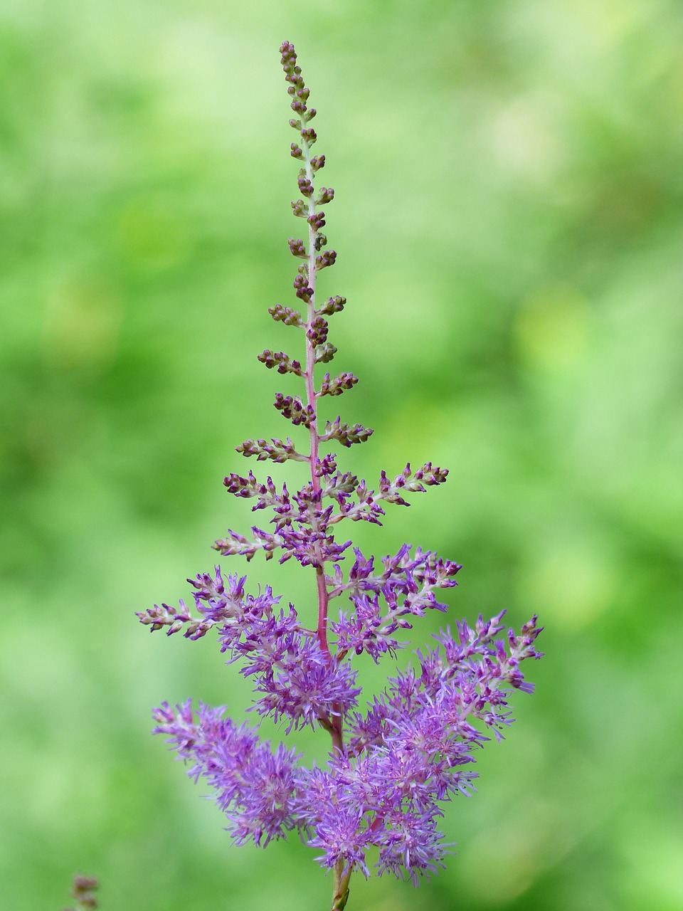 Prachtspiere, Astilbe, Augalas, Violetinė, Gėlė, Žiedynas, Uolienų Smulkinimo Įrenginys, Saxifragaceae, Raudona, Hibridinis Prachtspiere