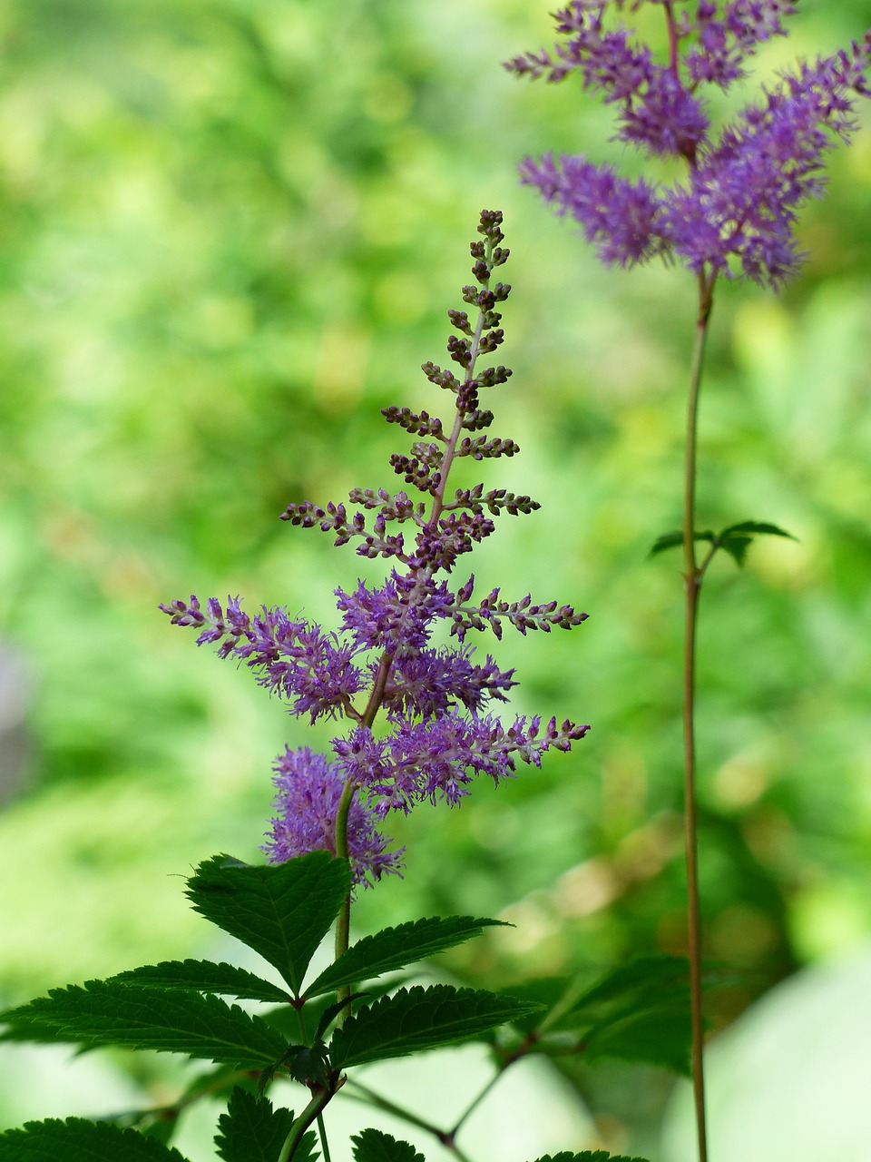 Prachtspiere, Astilbe, Augalas, Violetinė, Gėlė, Žiedynas, Uolienų Smulkinimo Įrenginys, Saxifragaceae, Raudona, Hibridinis Prachtspiere