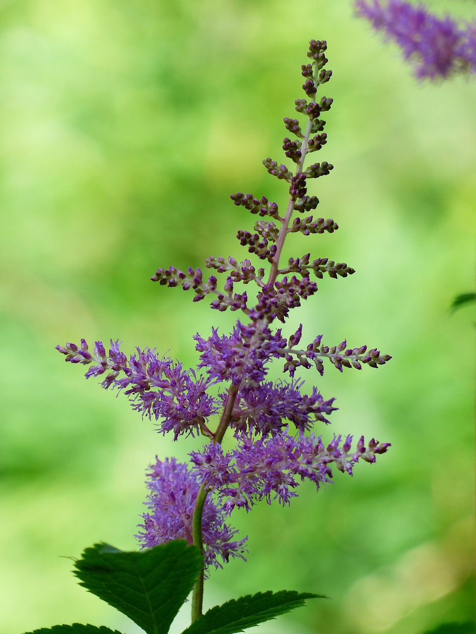 Prachtspiere, Astilbe, Augalas, Violetinė, Gėlė, Žiedynas, Uolienų Smulkinimo Įrenginys, Saxifragaceae, Raudona, Hibridinis Prachtspiere