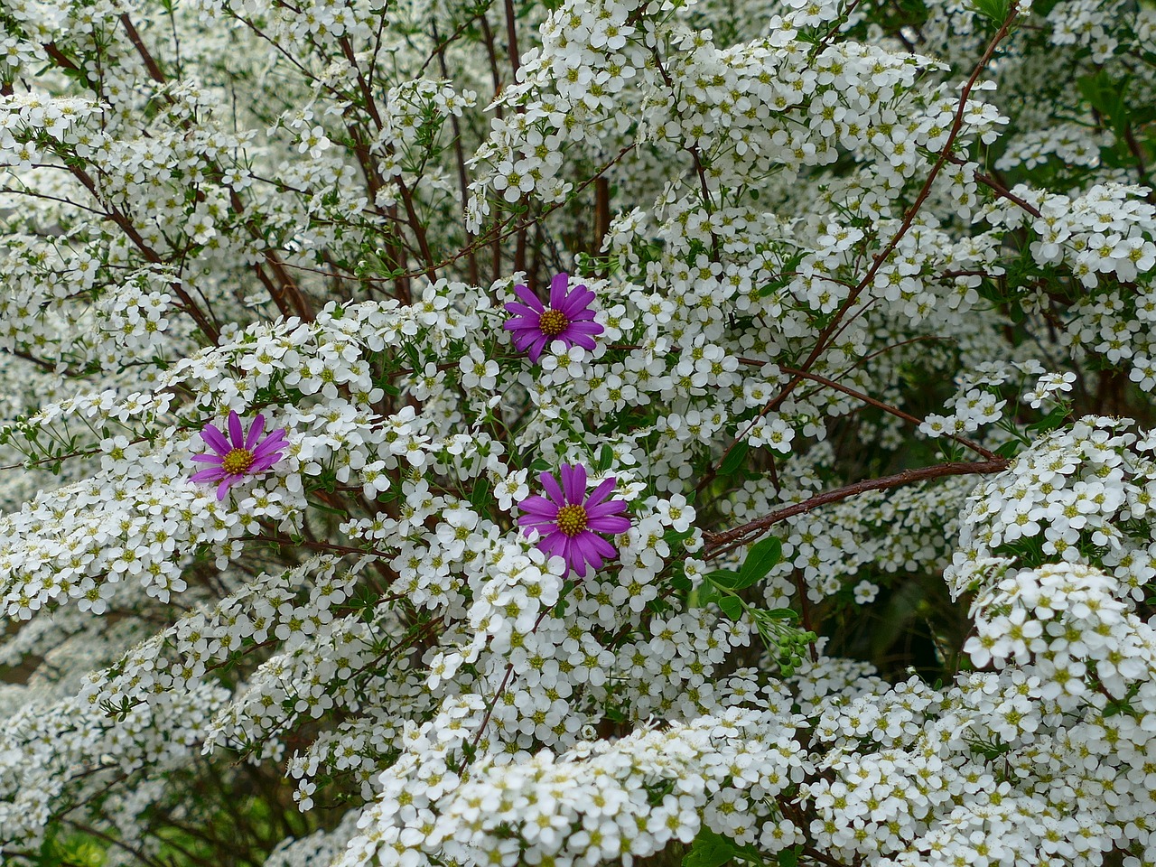 Prachtspiere,  Gėlė Violetinė,  Baltos Gėlės,  Krūmas,  Sodo Sodinimas,  Gėlės Violetinės,  Magenta,  Augalų,  Natiurmortas,  Pobūdį