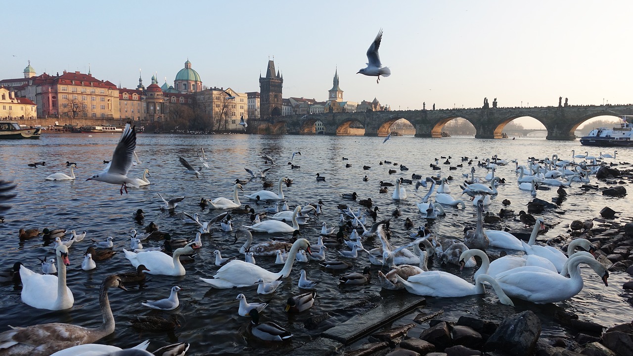 Prague, Moldova, Gulbė, Gulbės, Charles Tiltas, Mažas Puslapis, Čekijos Respublika, Miestas, Istoriškai, Tiltas