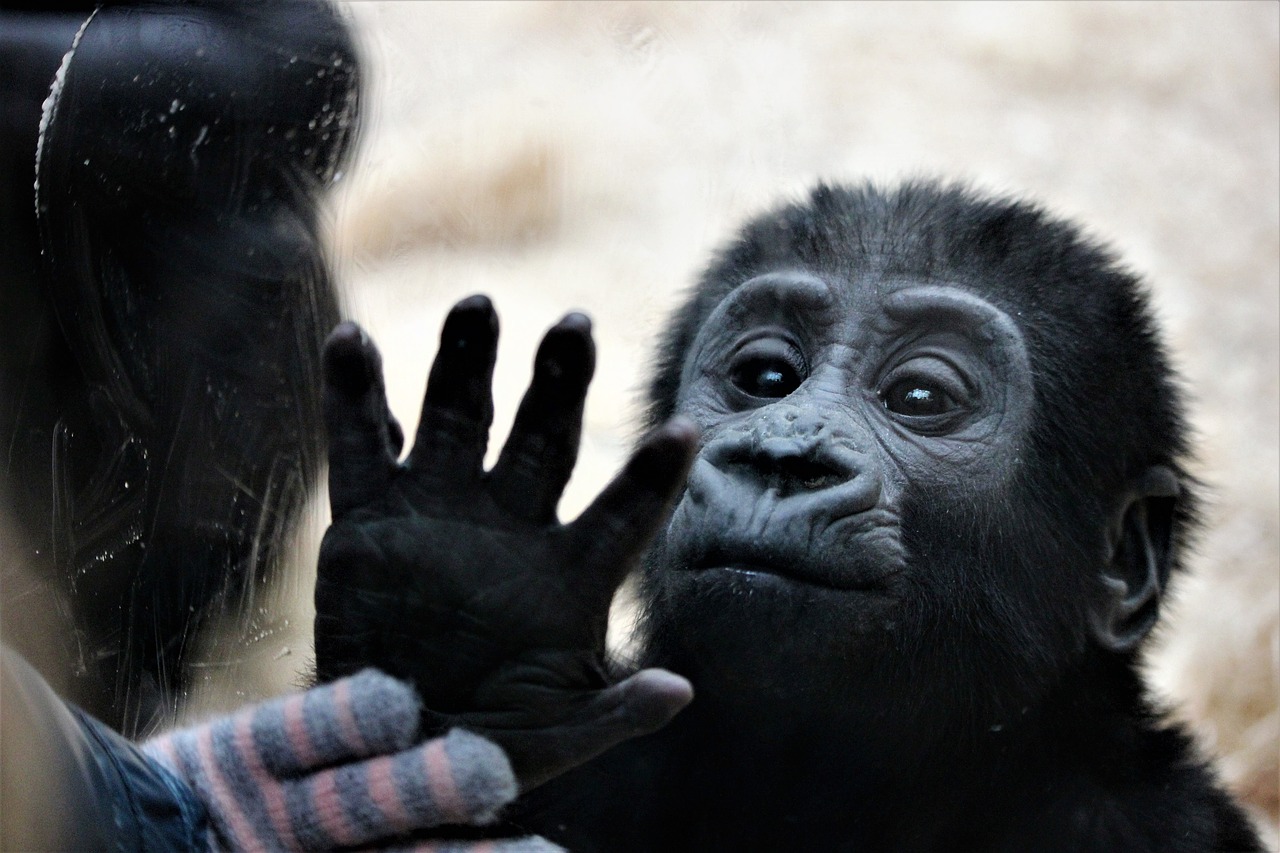 Prague Zoo, Ajabu, Gyvūnas, Nemokamos Nuotraukos,  Nemokama Licenzija