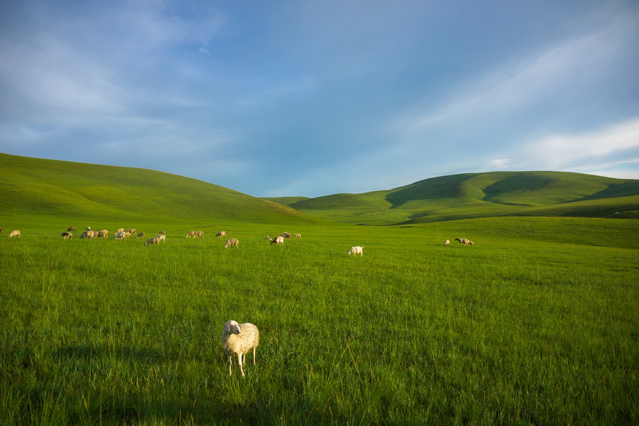 Prairie, Avys, Vidinė Mongolija, Nemokamos Nuotraukos,  Nemokama Licenzija