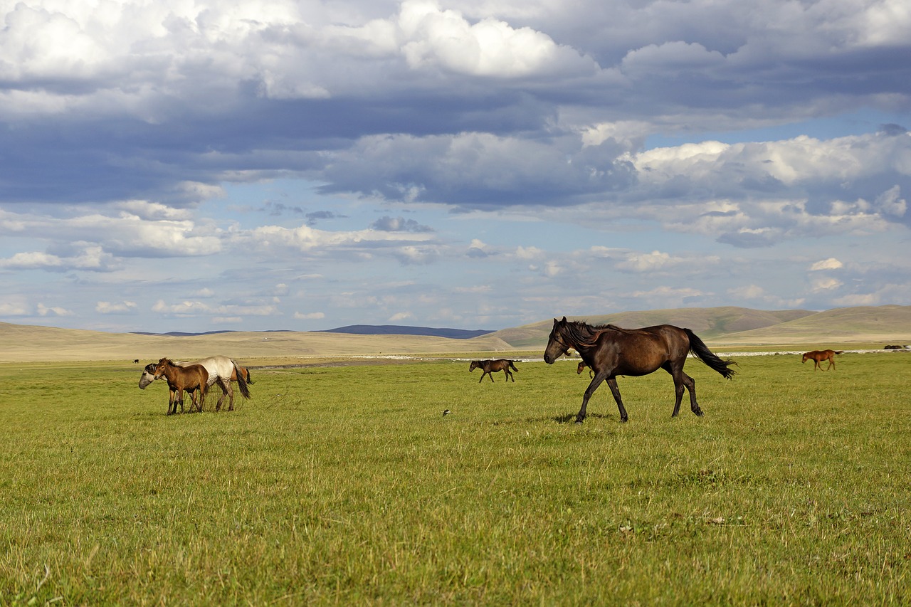 Prairie, Arkliai, Arklio Galva, Nemokamos Nuotraukos,  Nemokama Licenzija