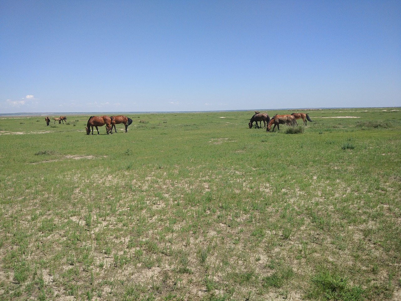 Prairie, Tuščia, Mėlynas Dangus, Arklys, Nemokamos Nuotraukos,  Nemokama Licenzija