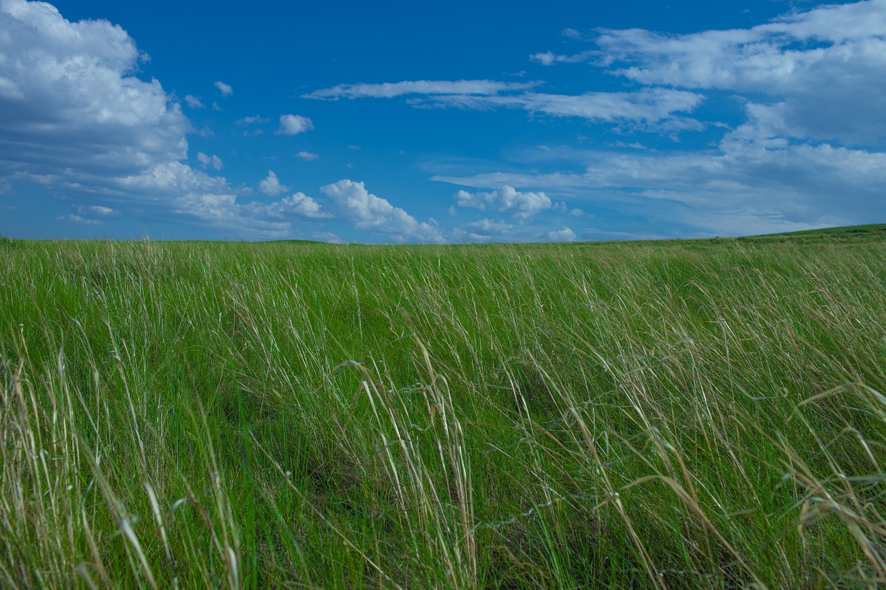 Prairie, Gamta, Chifeng, Nemokamos Nuotraukos,  Nemokama Licenzija