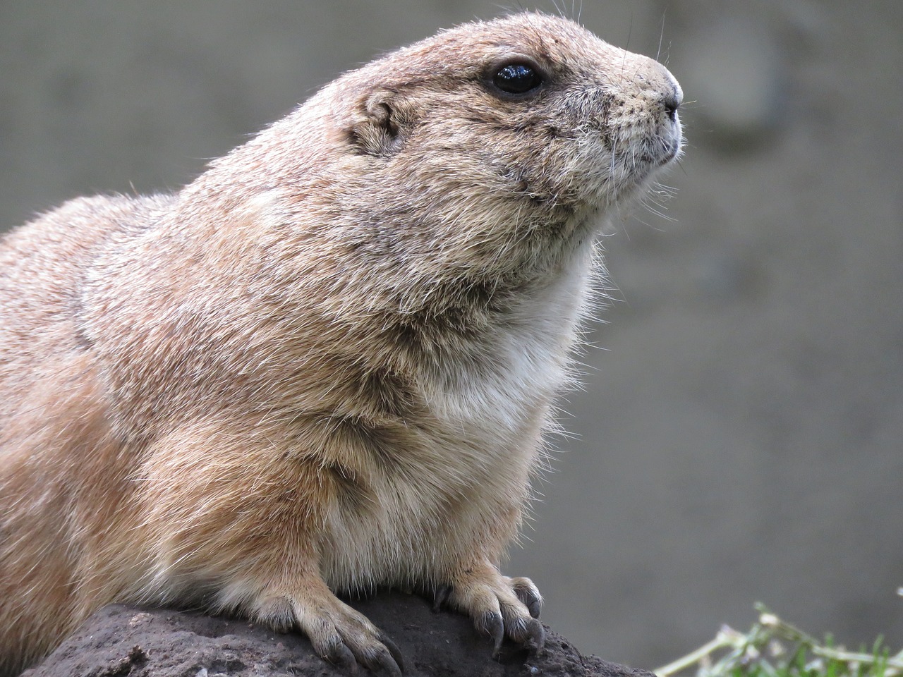 Prerijų Šuo, Graužikas, Gunnisono Prairio Šuo, Cynomys Gunnisoni, Gyvūnas, Zoologijos Sodas, Nemokamos Nuotraukos,  Nemokama Licenzija